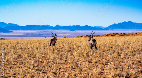 Fototapeta Naklejka Na Ścianę i Meble -  Oryx ziehen durch die weite Savanne im Namib-Naukluft-Nationalpark, Namibia