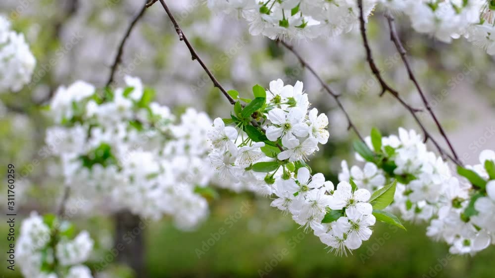 Spring cherry blossoms Spring cherry blossoms
