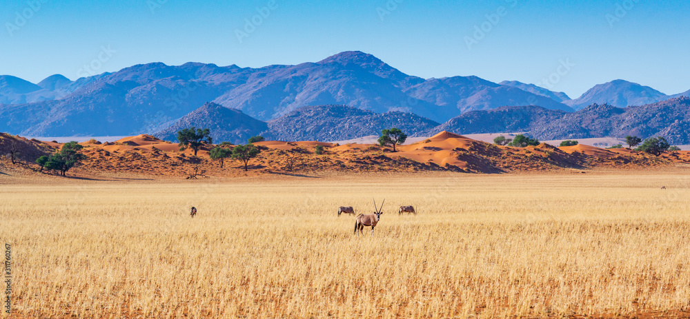 Obraz premium Natur erleben: Oryx ziehen durch die weite Savanne im Namib-Naukluft-Nationalpark, Namibia