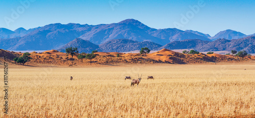 Natur erleben: Oryx ziehen durch die weite Savanne im Namib-Naukluft-Nationalpark, Namibia