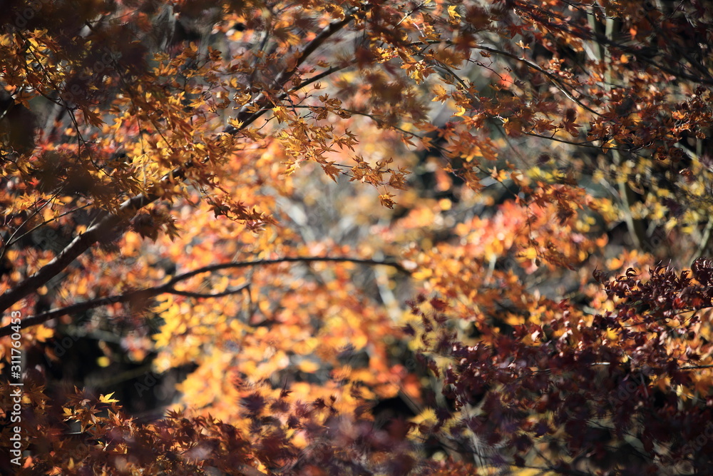 Autumnal landscape of Suizawa maple valley in the Mie Prefecture of Japan Autumnal landscape of Suizawa maple valley in the Mie Prefecture of Japan