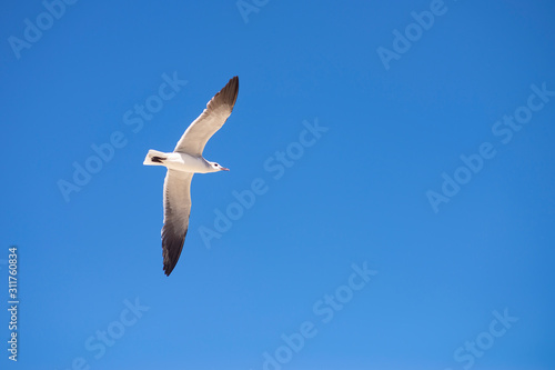 Gull flying in a blue sky under a bright sun during summer on caribbean islands