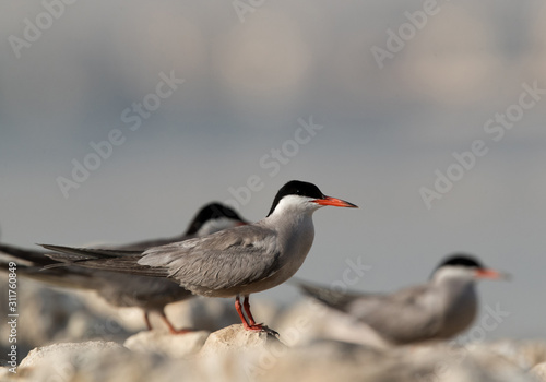 White-cheeked tern perched on limestone rock at Bahrain 