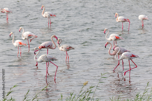 Great flamingos in the pond at Al Wathba Wetland Reserve in Abu Dhabi, UAE © Freelancer
