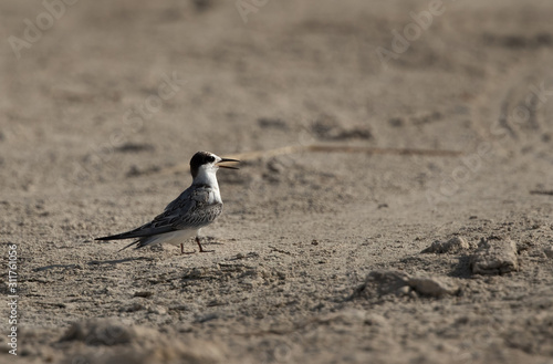  Little tern perched on ground at Buhair lake, Bahrain  photo