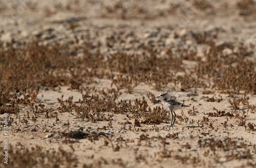 The Kentish plover chick on dry grasses, Bahrain 