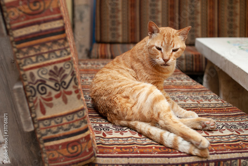 Red sleepy striped cat lying on bench with oriental ornament in a restaurant at time of Hanukkah, Tel-Aviv, Israel . Pretty well-fed napping pet.