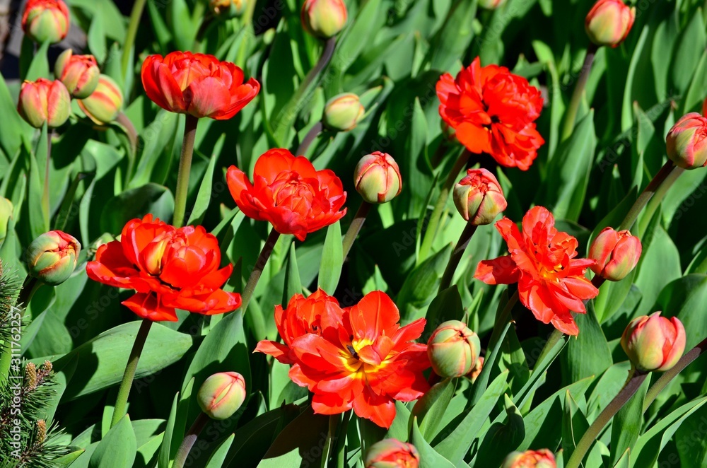 Beautiful large red tulips blooming in a city flowerbed