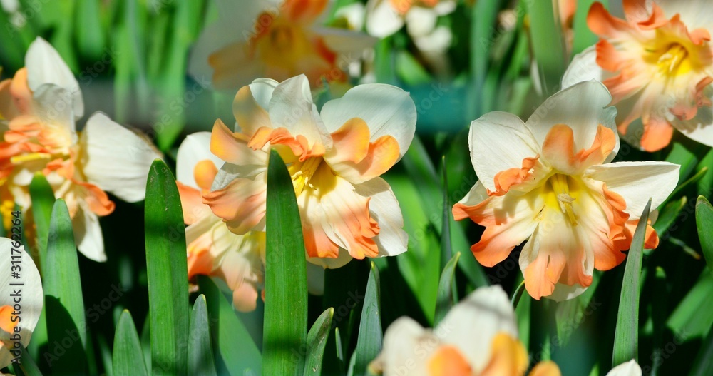 Fototapeta premium Large garden daffodils in the flowerbed, early spring flowers symbol of Easter