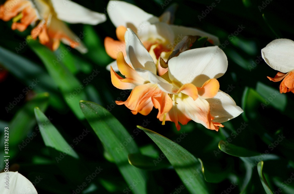 Obraz premium Large garden daffodils in the flowerbed, early spring flowers symbol of Easter