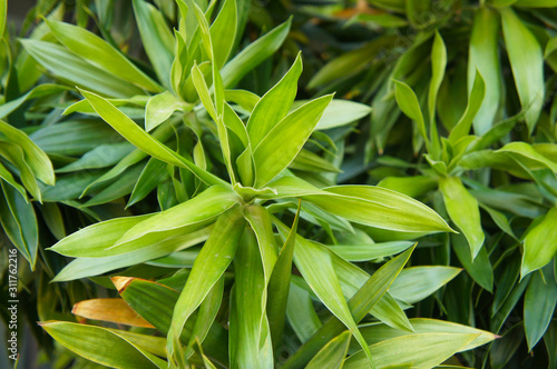 dracaena reflexa or song of jamaica green plant