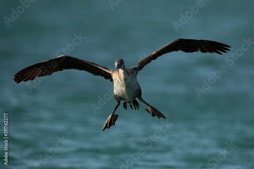 The Socotra cormorant landing, Bahrain