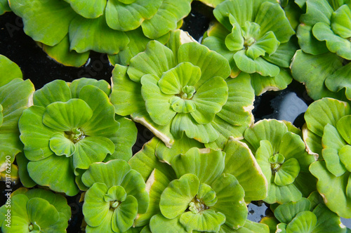 Water lettuce or pistia stratiotes green leaves © skymoon13