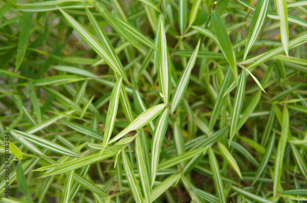 Pleioblastus shibuyanus tsuboii bamboo green leaves Pleioblastus shibuyanus tsuboii bamboo green leaves