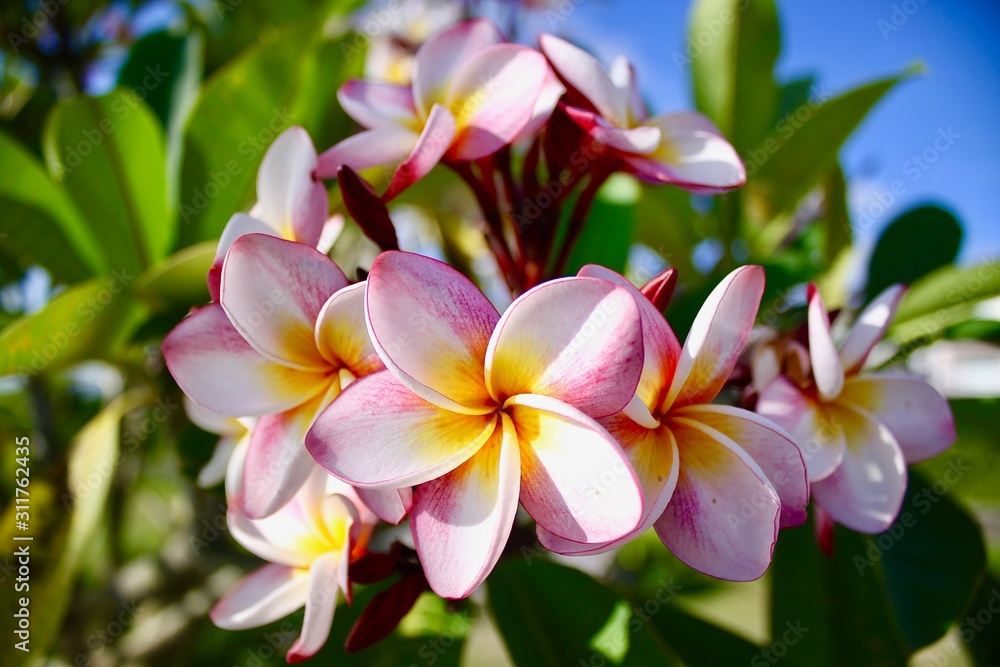 Some beautiful Plumeria flower on a summer day Some beautiful Plumeria flower on a summer day