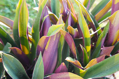 Tradescantia spathacea rhoeo discolor or boatlily green and purple leaves photo