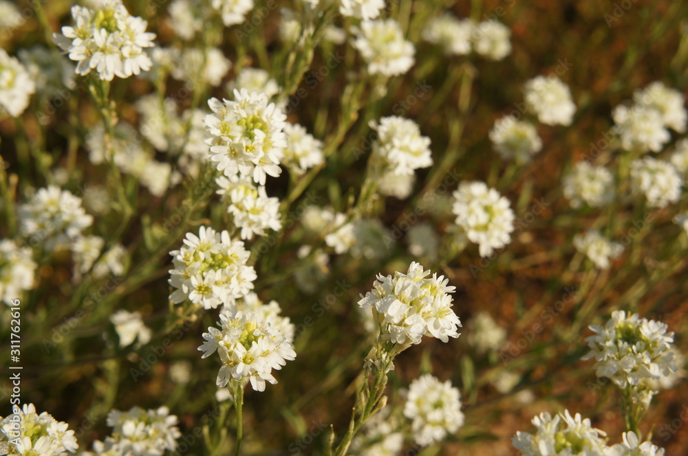 berteroa incana or hoary alison many small white flowers berteroa incana or hoary alison many small white flowers