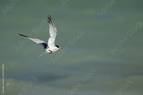 Saunders tern flying at Busaiteen coast of Bahrain