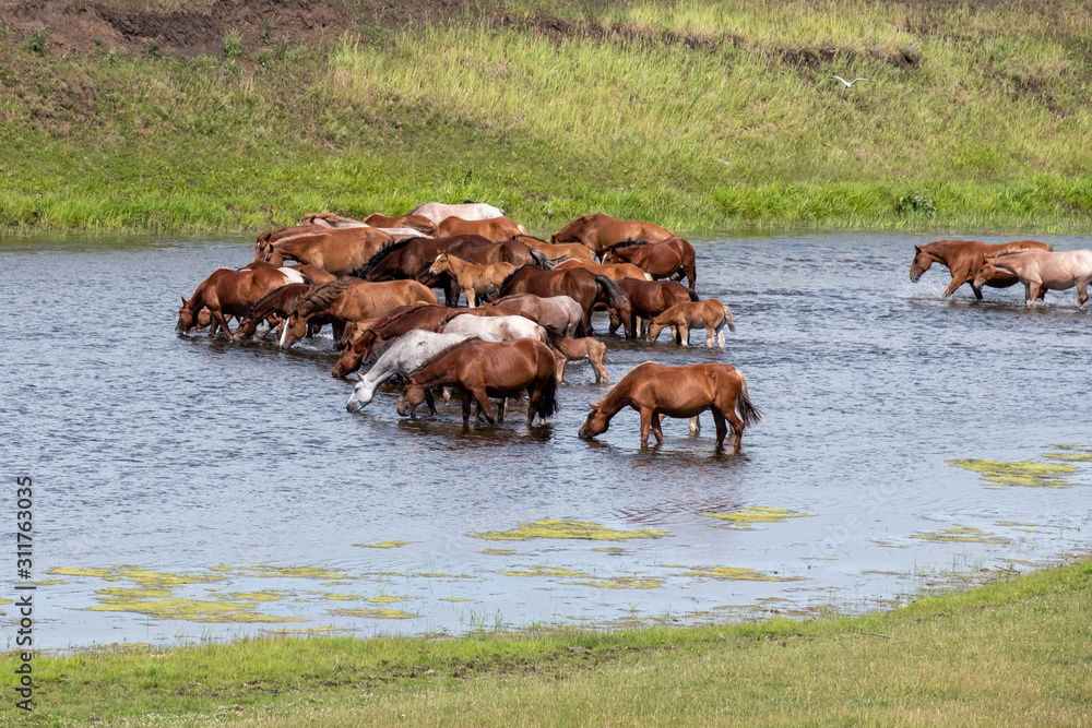 a herd of horses at the watering place greedily drink water
