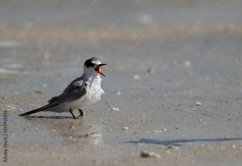 A hungry juvenile White-cheeked tern, Bahrain A hungry juvenile White-cheeked tern, Bahrain