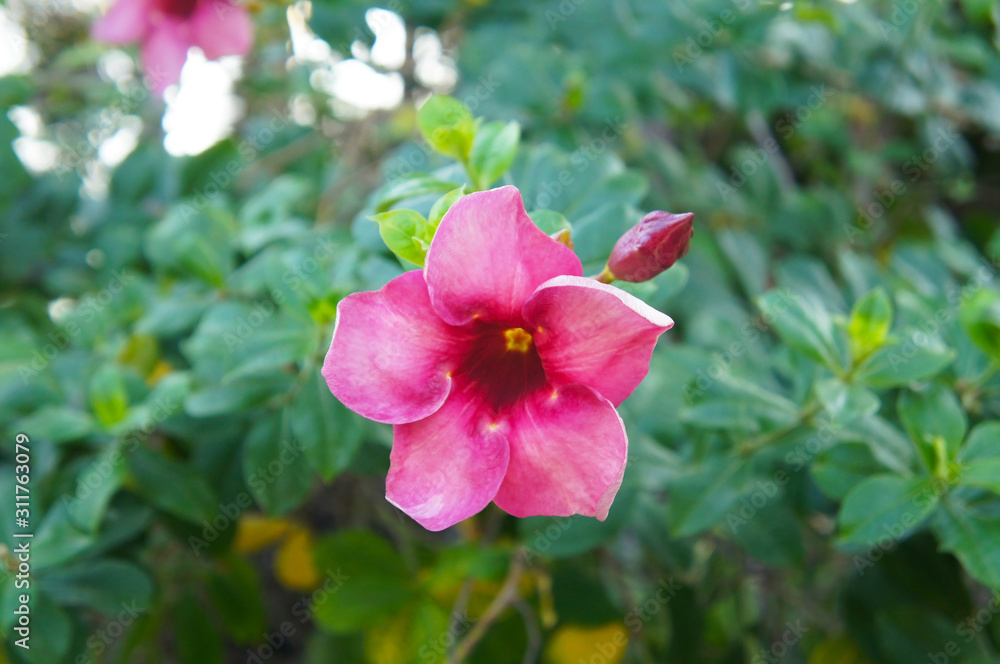 Allamanda cathartica shrub with red flowers Allamanda cathartica shrub with red flowers