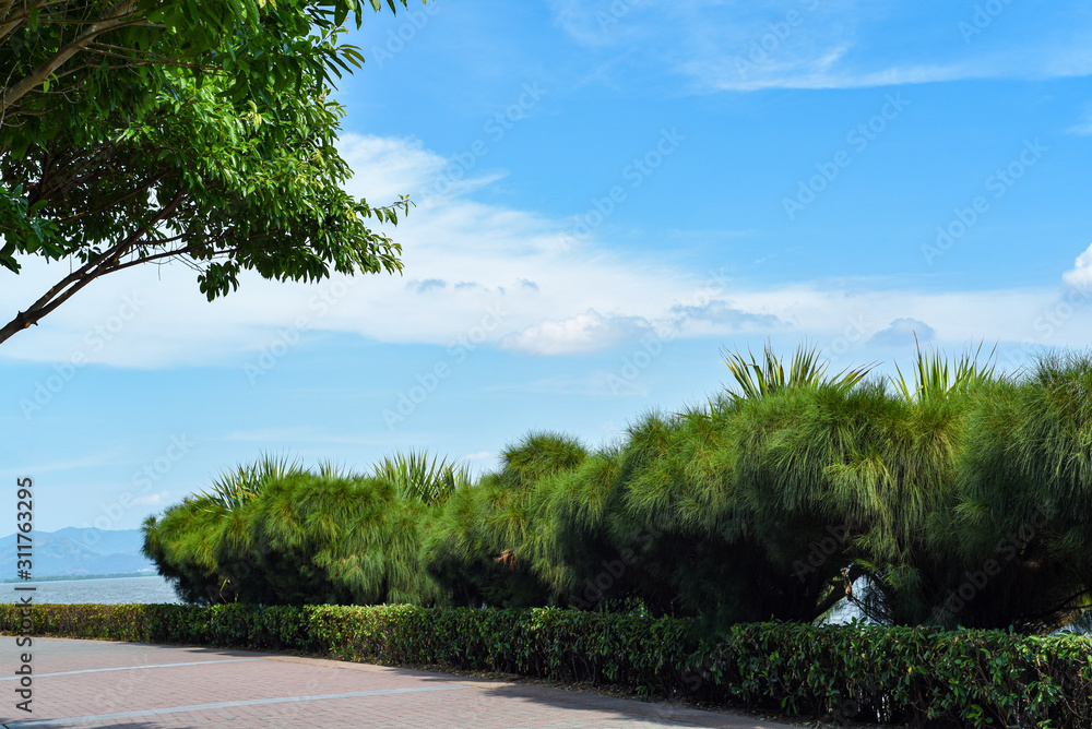 a coastal park landscape with green trees, blue sky and white clouds in shenzhen china a coastal park landscape with green trees, blue sky and white clouds in shenzhen china