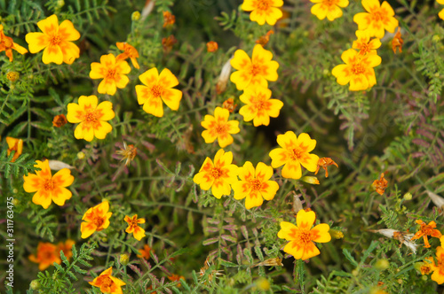 Many tagetes tenuifolia or signet marigold yellow and orange flowers