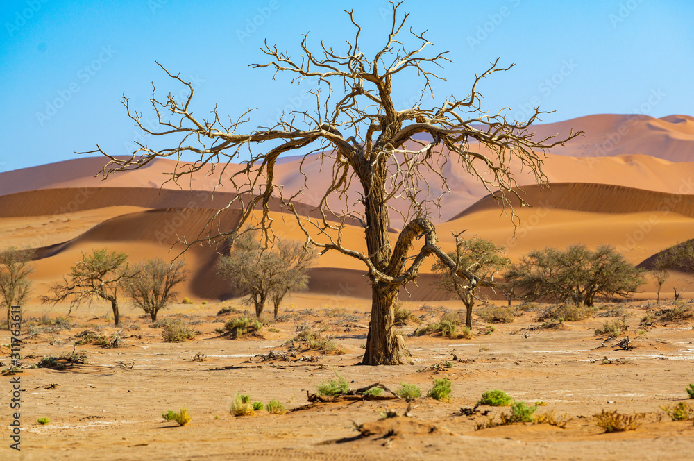 arid; Wassermangel, Akazie im Tsauchabtal, Wüste Namib, Sesriem, Namibia