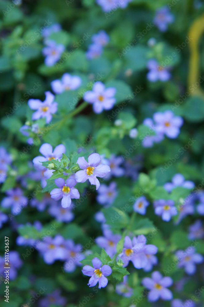 Bacopa monnieri gulliver blue flowers vertical