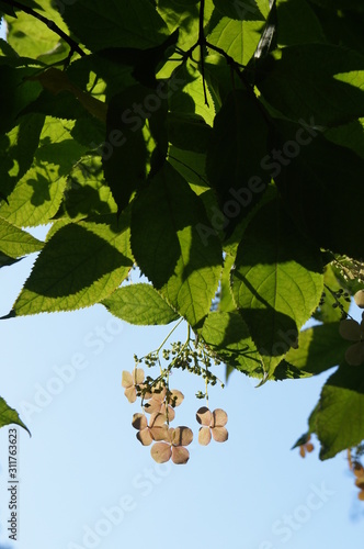 Hydrangea bretschneideri green leaves with dry flowers  photo