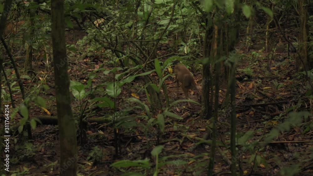 Watching Deer Sniff The Ground In The Woods Watching Deer Sniff The Ground In The Woods