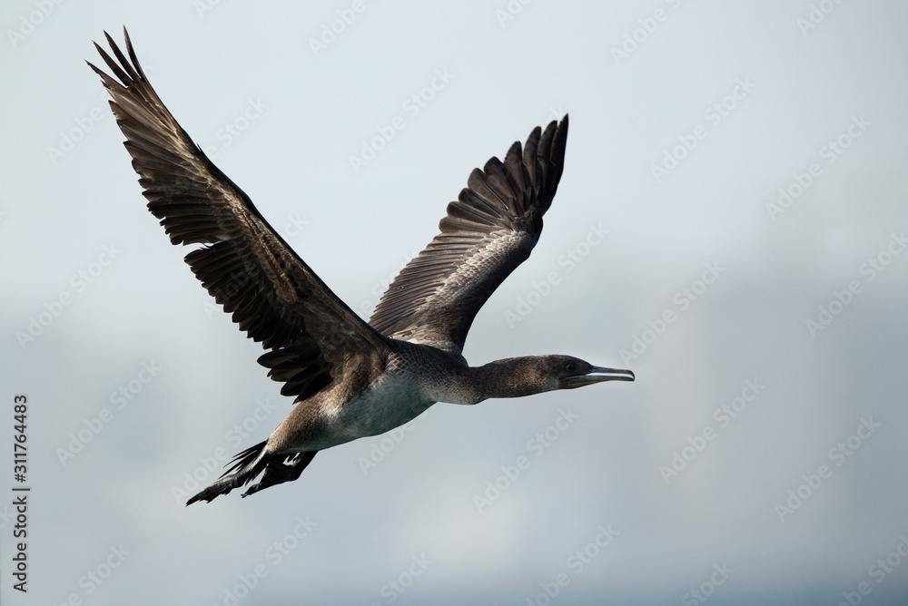 The Socotra cormorant flying, Bahrain The Socotra cormorant flying, Bahrain
