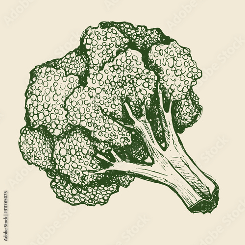 Broccoli isolated from background. Ink drawing vegetable illustration. Handmade.