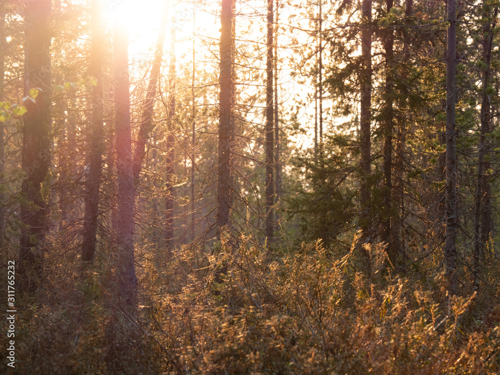 Obraz premium Forest