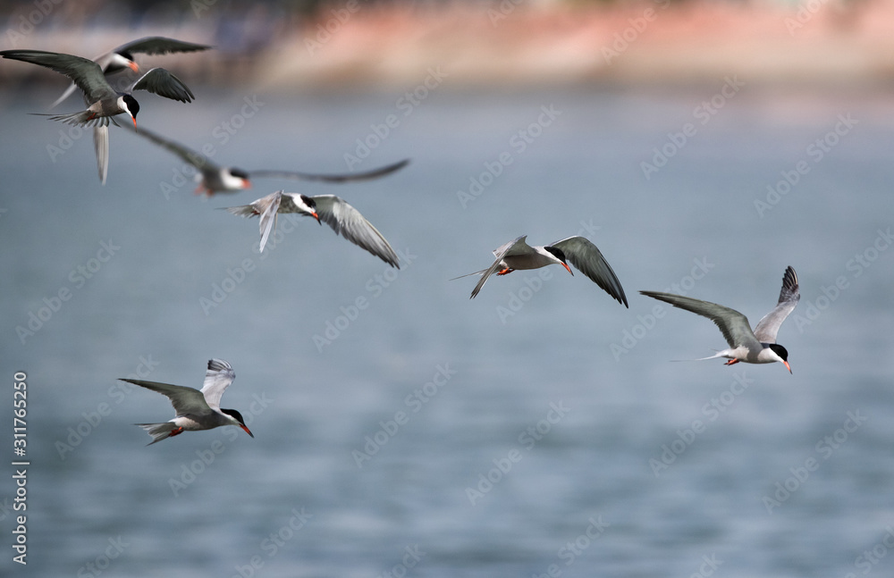 Fototapeta premium White-cheeked terns in flight, Bahrain
