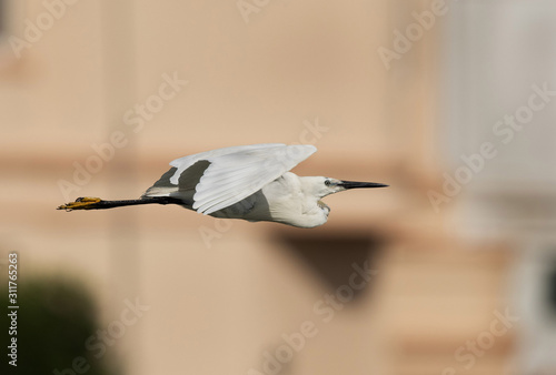 The western reef heron in flight, Bahrain photo