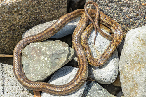 snake on the seaside rocks