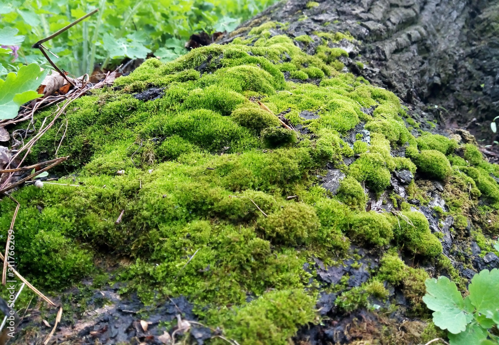 Fototapeta premium green moss on the rocks