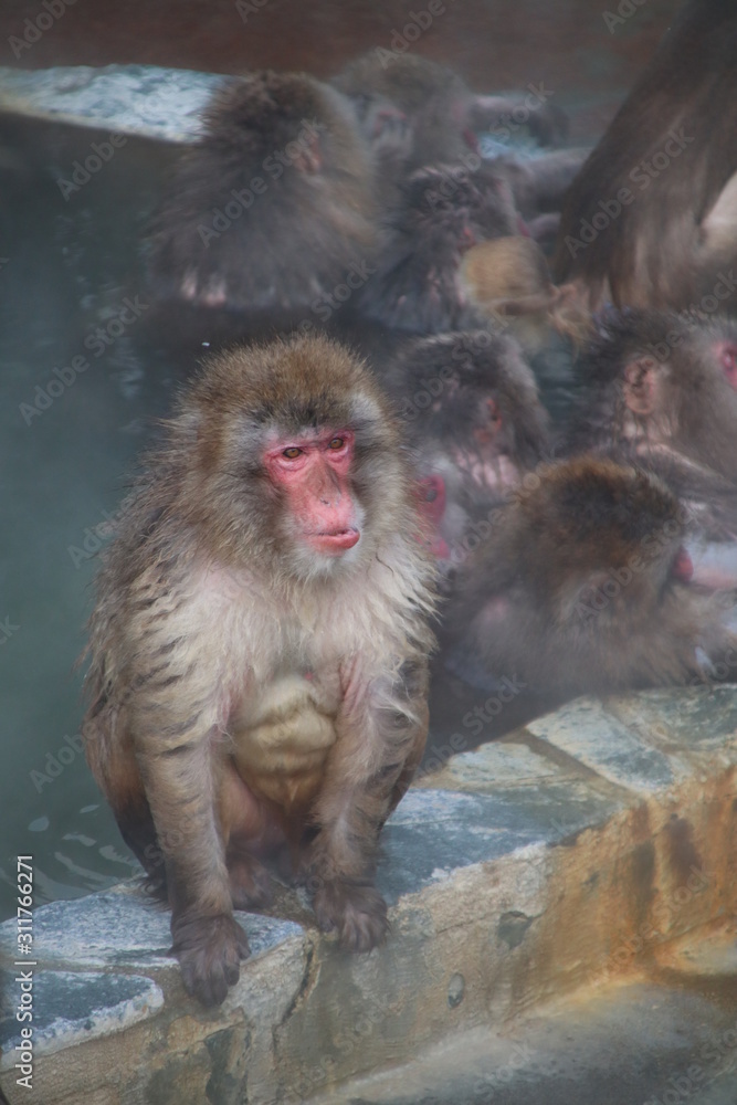 Obraz premium Monkey in the hot spring