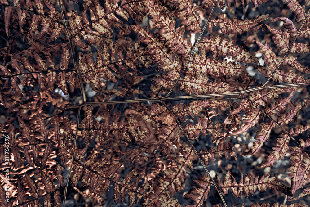 Fototapeta premium Fern leaves