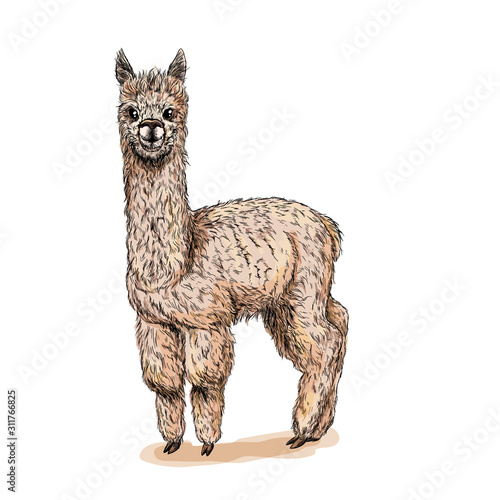 Cute standing alpaca, full color sketch, drawn