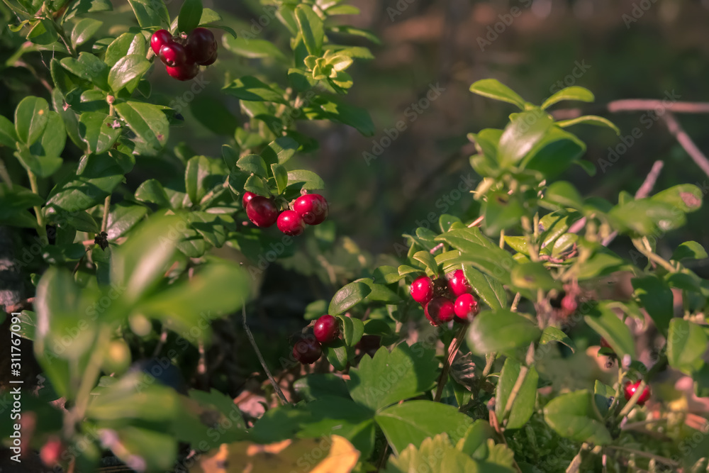 red berries on a bush red berries on a bush