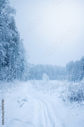 winter landscape. snow-covered forest and the road going into the distance © Elena