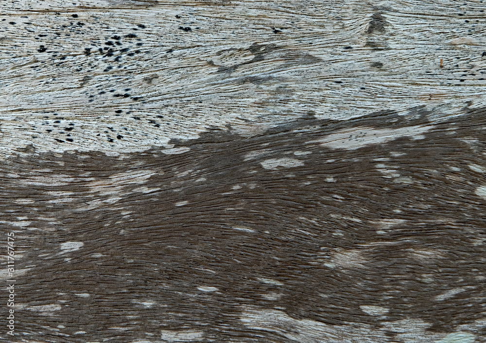 Fototapeta premium Wood texture background