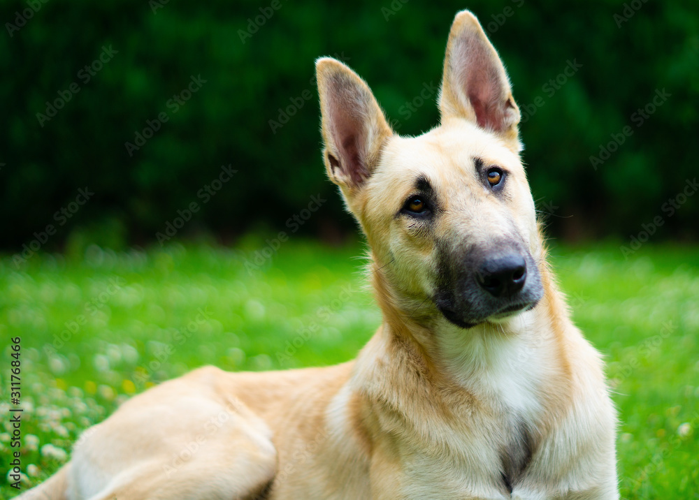 Polizeihund Malinois Hell Liegen Spitze Ohren auf Rasen