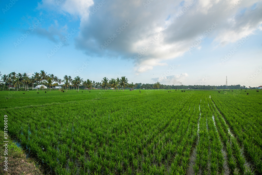 A beautiful view of Bali in Indonesia.