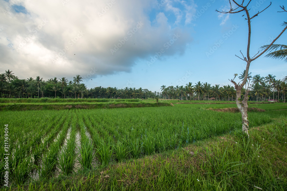 A beautiful view of Bali in Indonesia. A beautiful view of Bali in Indonesia.