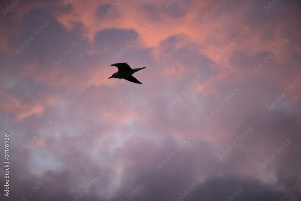 Fototapeta premium Seagulls flying free in the winter