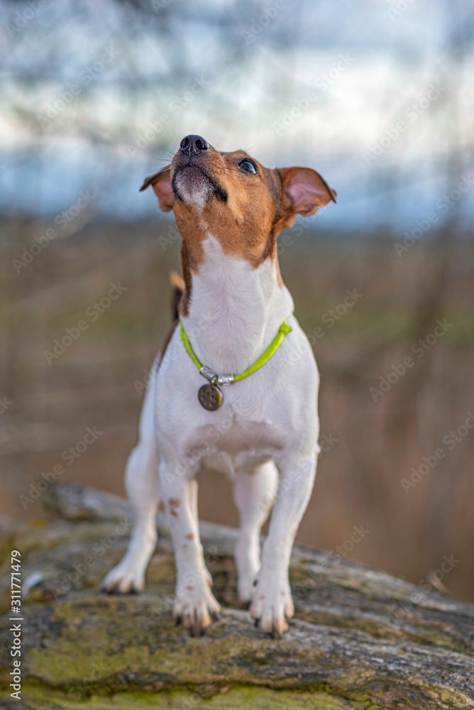 Jack Russell Terrier for a walk in the autumn forest.