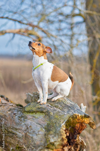 Jack Russell Terrier for a walk in the autumn forest. © shymar27